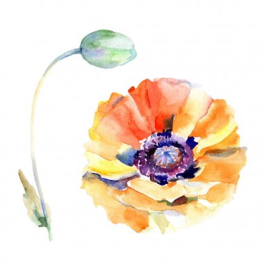 Kır çiçeği haşhaş çiçek izole bir suluboya tarzında.