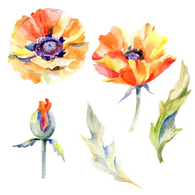 Kır çiçeği haşhaş çiçek izole bir suluboya tarzında.