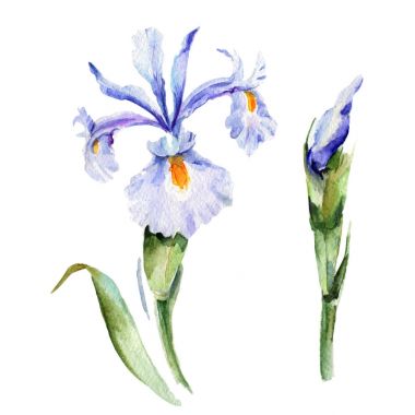 Kır çiçeği Iris çiçek izole bir suluboya tarzında.