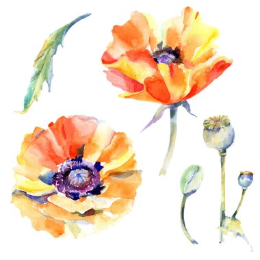 Kır çiçeği haşhaş çiçek izole bir suluboya tarzında.