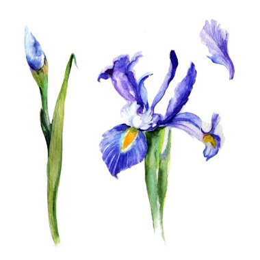 Kır çiçeği Iris çiçek izole bir suluboya tarzında.