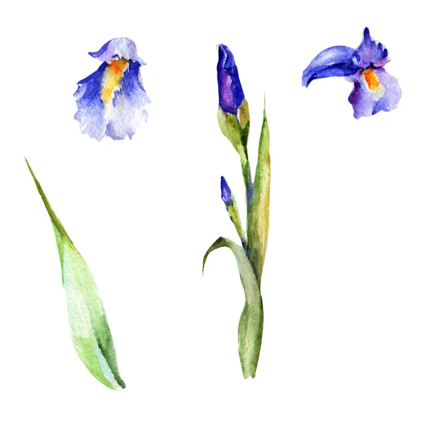 Fleurs sauvages iris fleur dans un style aquarelle isolé . — Photo