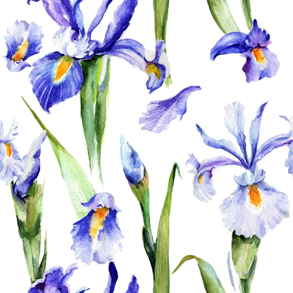 Kır çiçeği Iris çiçek deseni suluboya tarzında.