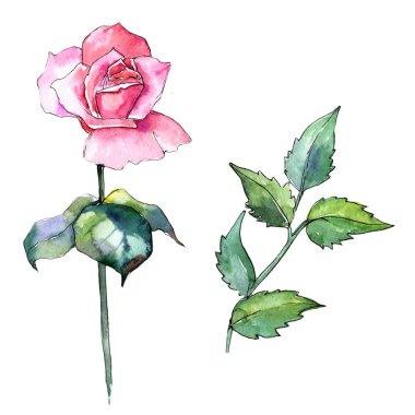 Kır çiçeği gül çiçek izole bir suluboya tarzında.