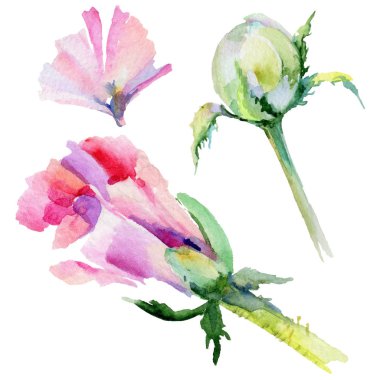 Kır çiçeği haşhaş çiçek izole bir suluboya tarzında.