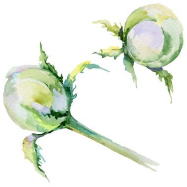 Kır çiçeği haşhaş çiçek izole bir suluboya tarzında.