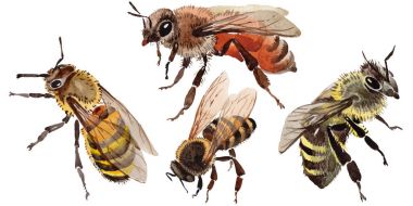 Egzotik arı vahşi böcek izole bir suluboya tarzında.