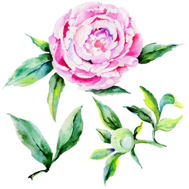 Kır çiçeği Şakayık çiçeği izole bir suluboya tarzında.