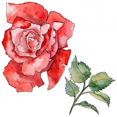 Kır çiçeği gül çiçek izole bir suluboya tarzında.