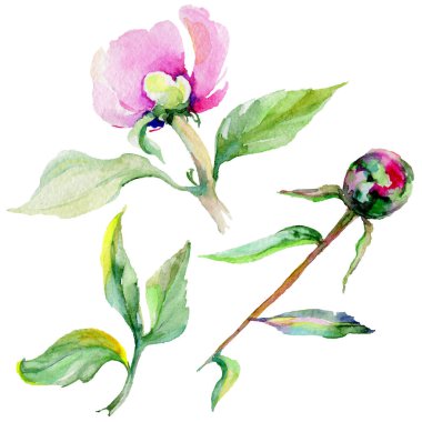 Kır çiçeği Şakayık çiçeği izole bir suluboya tarzında.