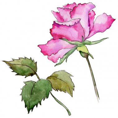 Kır çiçeği gül çiçek izole bir suluboya tarzında.