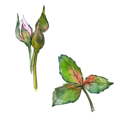 Kır çiçeği gül çiçek izole bir suluboya tarzında.