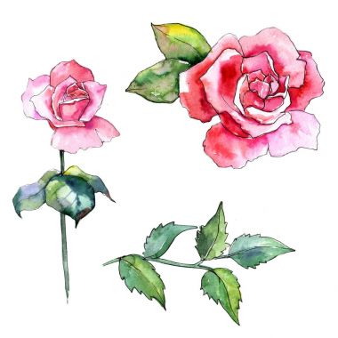 Kır çiçeği gül çiçek izole bir suluboya tarzında.