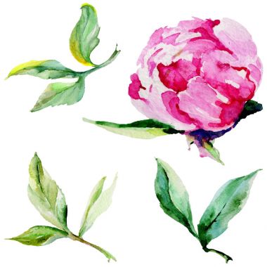 Kır çiçeği Şakayık çiçeği izole bir suluboya tarzında.