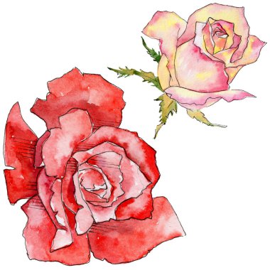 Kır çiçeği gül çiçek izole bir suluboya tarzında.