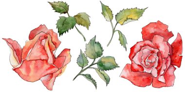 Kır çiçeği gül çiçek izole bir suluboya tarzında.