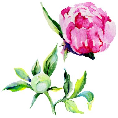 Kır çiçeği Şakayık çiçeği izole bir suluboya tarzında.