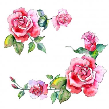 Kır çiçeği gül çiçek izole bir suluboya tarzında.