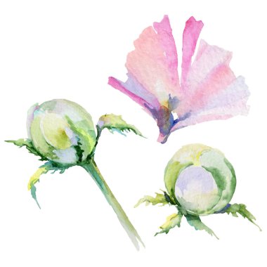 Kır çiçeği haşhaş çiçek izole bir suluboya tarzında.