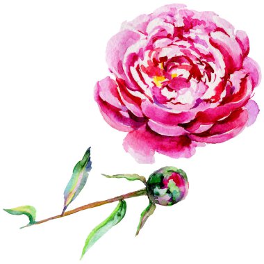 Kır çiçeği Şakayık çiçeği izole bir suluboya tarzında.