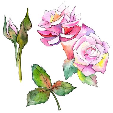 Kır çiçeği gül çiçek izole bir suluboya tarzında.