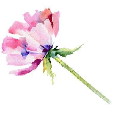 Kır çiçeği haşhaş çiçek izole bir suluboya tarzında.