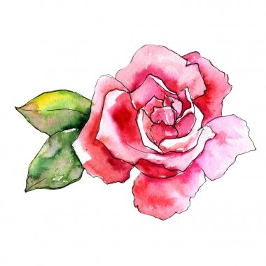 Kır çiçeği gül çiçek izole bir suluboya tarzında.