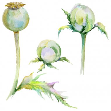 Wildflower poppy flower in a watercolor style isolated. clipart