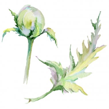 Kır çiçeği haşhaş çiçek izole bir suluboya tarzında.