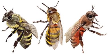 Egzotik arı vahşi böcek izole bir suluboya tarzında.