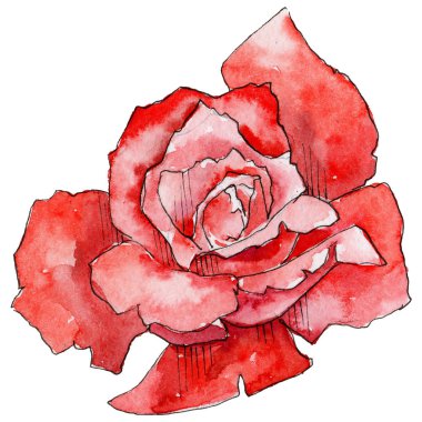 Kır çiçeği gül çiçek izole bir suluboya tarzında.