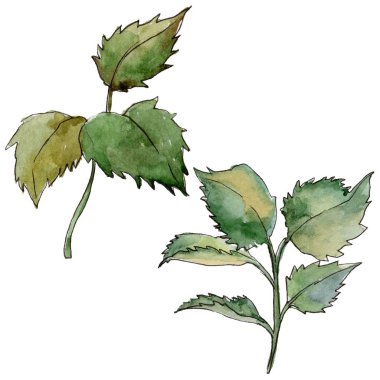 Kır çiçeği gül yaprak çiçek izole bir suluboya tarzında.