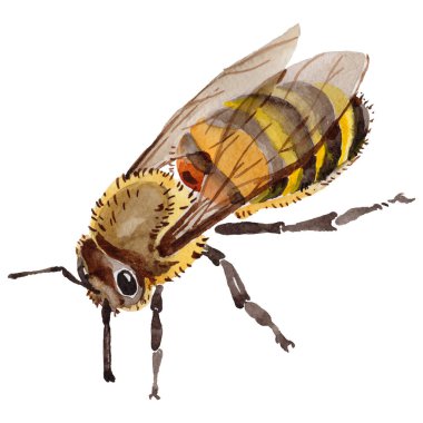 Egzotik arı vahşi böcek izole bir suluboya tarzında.