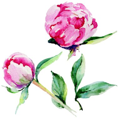 Kır çiçeği Şakayık çiçeği izole bir suluboya tarzında.