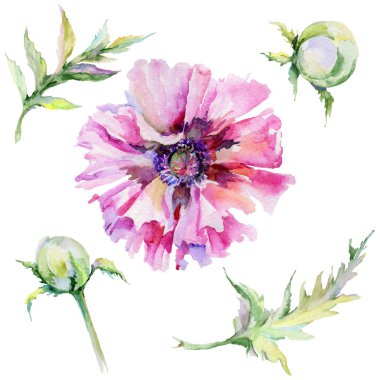 Kır çiçeği haşhaş çiçek izole bir suluboya tarzında.