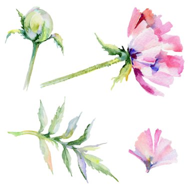 Kır çiçeği haşhaş çiçek izole bir suluboya tarzında.