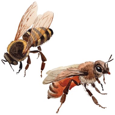 Egzotik arı vahşi böcek izole bir suluboya tarzında.