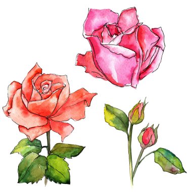 Kır çiçeği gül çiçek izole bir suluboya tarzında.