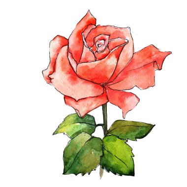 Kır çiçeği gül çiçek izole bir suluboya tarzında.