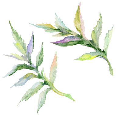 Kır çiçeği haşhaş çiçek izole bir suluboya tarzında.