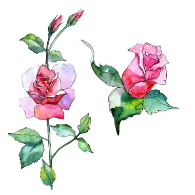 Kır çiçeği gül çiçek izole bir suluboya tarzında.