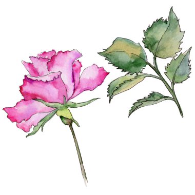 Kır çiçeği gül çiçek izole bir suluboya tarzında.