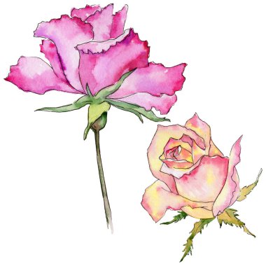 Kır çiçeği gül çiçek izole bir suluboya tarzında.