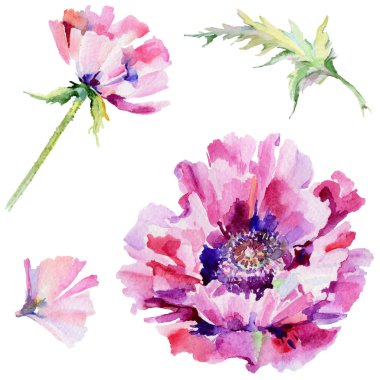 Kır çiçeği haşhaş çiçek izole bir suluboya tarzında.