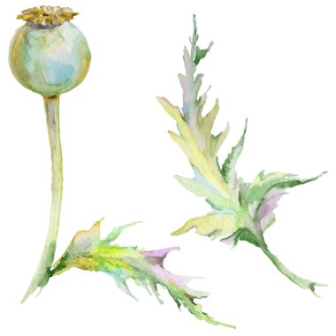 Kır çiçeği haşhaş çiçek izole bir suluboya tarzında.