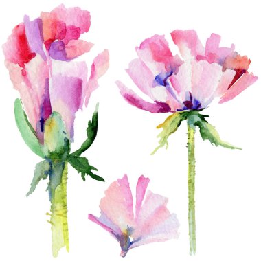 Kır çiçeği haşhaş çiçek izole bir suluboya tarzında.