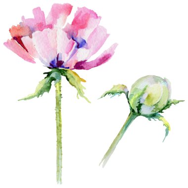 Kır çiçeği haşhaş çiçek izole bir suluboya tarzında.