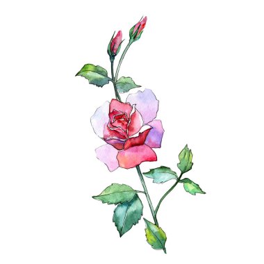 Kır çiçeği gül çiçek izole bir suluboya tarzında.