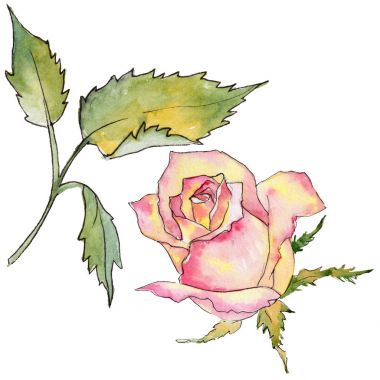 Kır çiçeği gül çiçek izole bir suluboya tarzında.