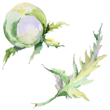 Kır çiçeği haşhaş çiçek izole bir suluboya tarzında.